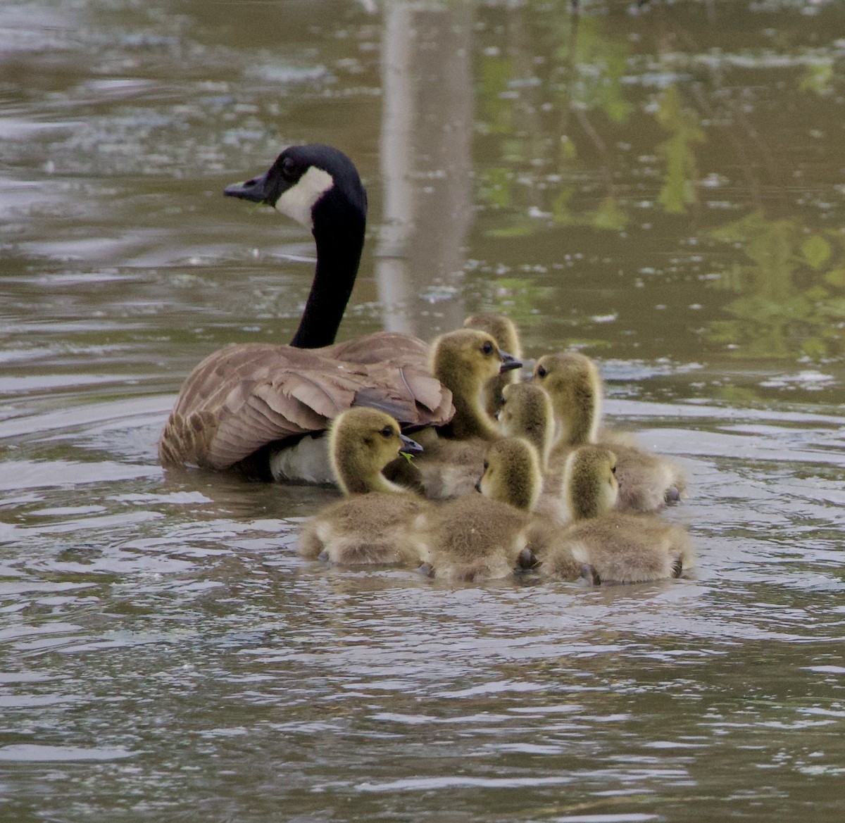 Kanadagans - ML646358638