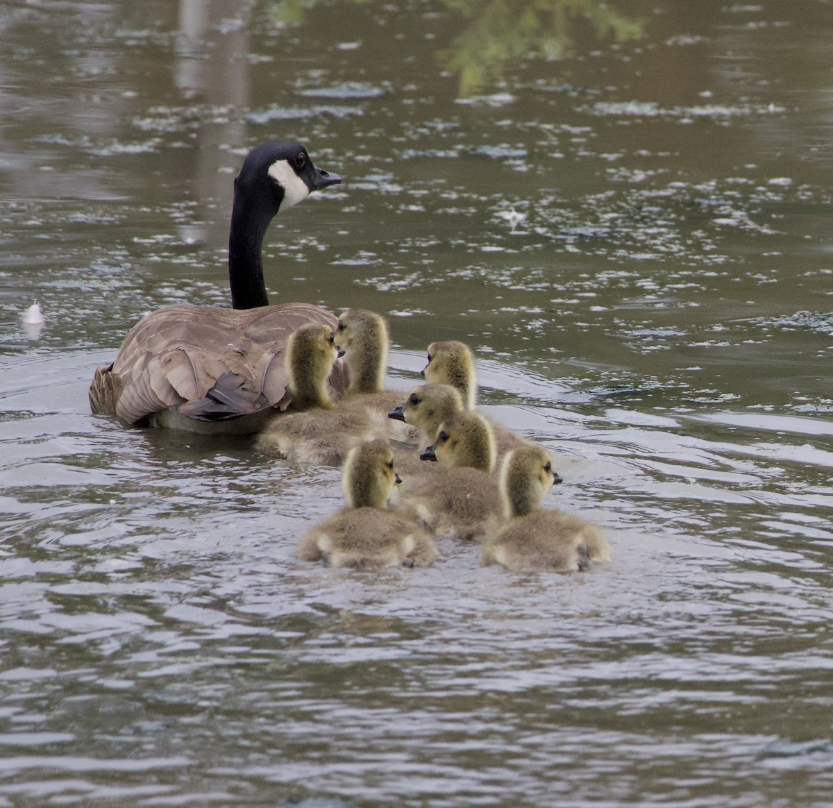 Kanadagans - ML646358639