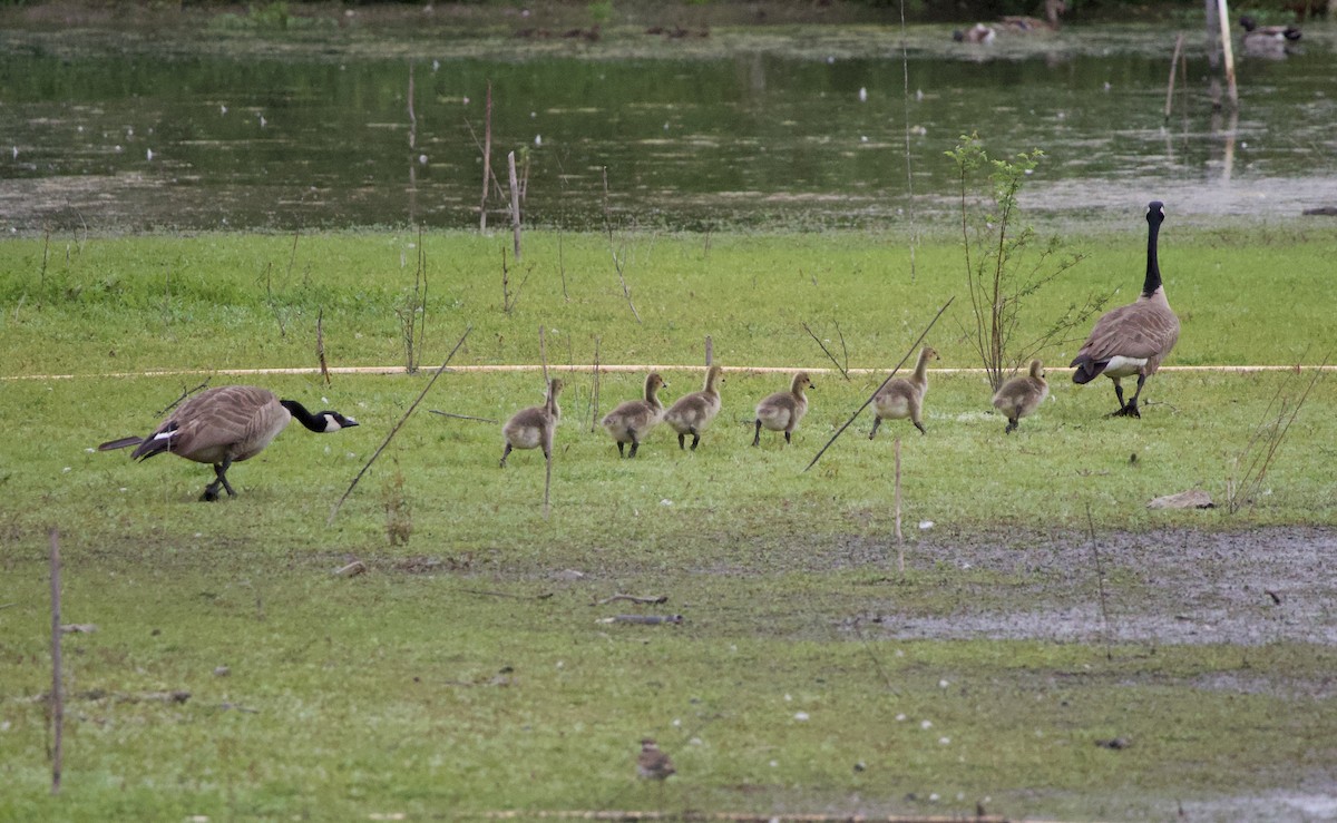 Kanadagans - ML646358640