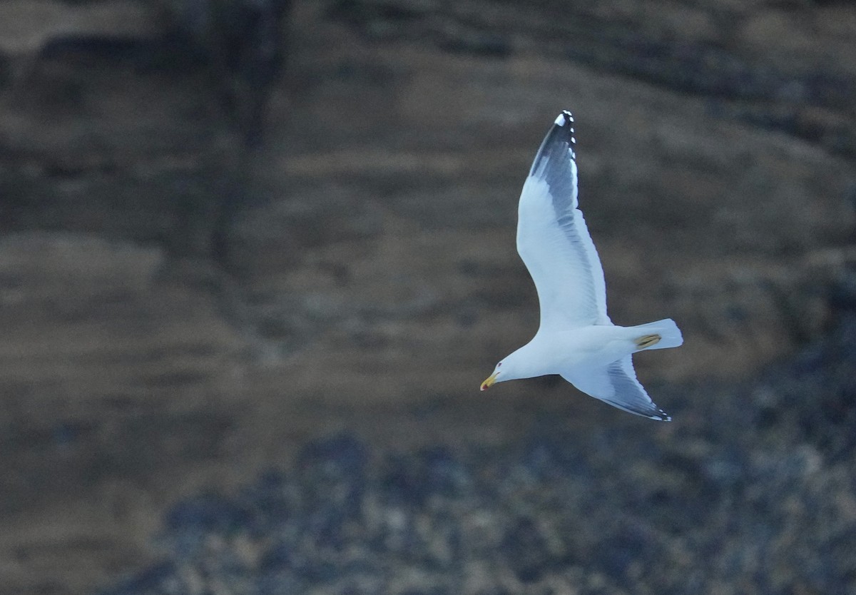 Kelp Gull (austrinus) - ML646358641