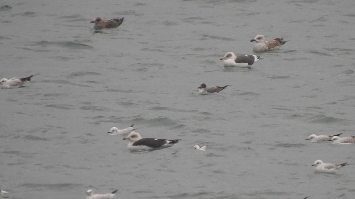 Franklin's Gull - ML646358643