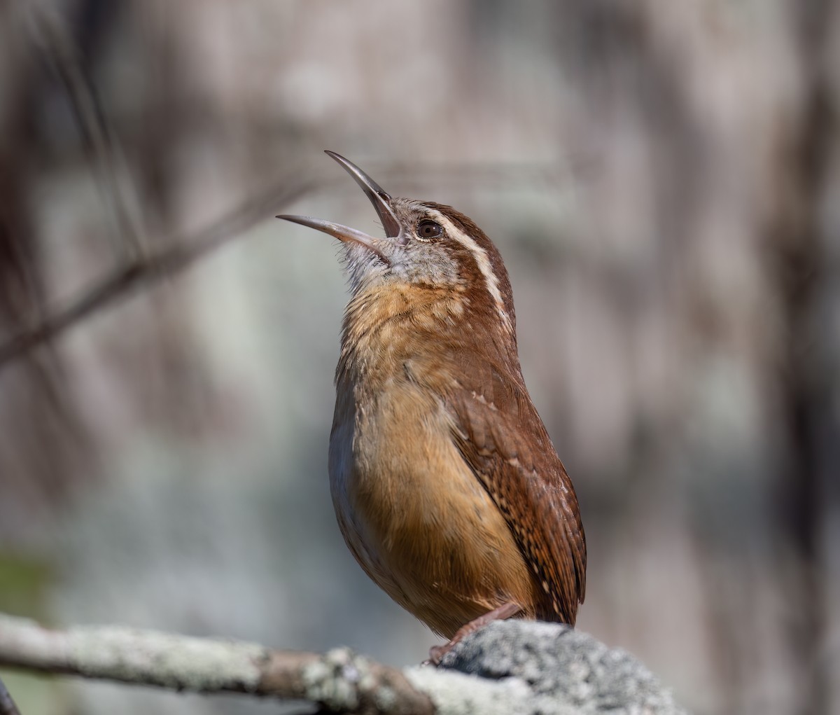 Carolina Wren - ML646358644