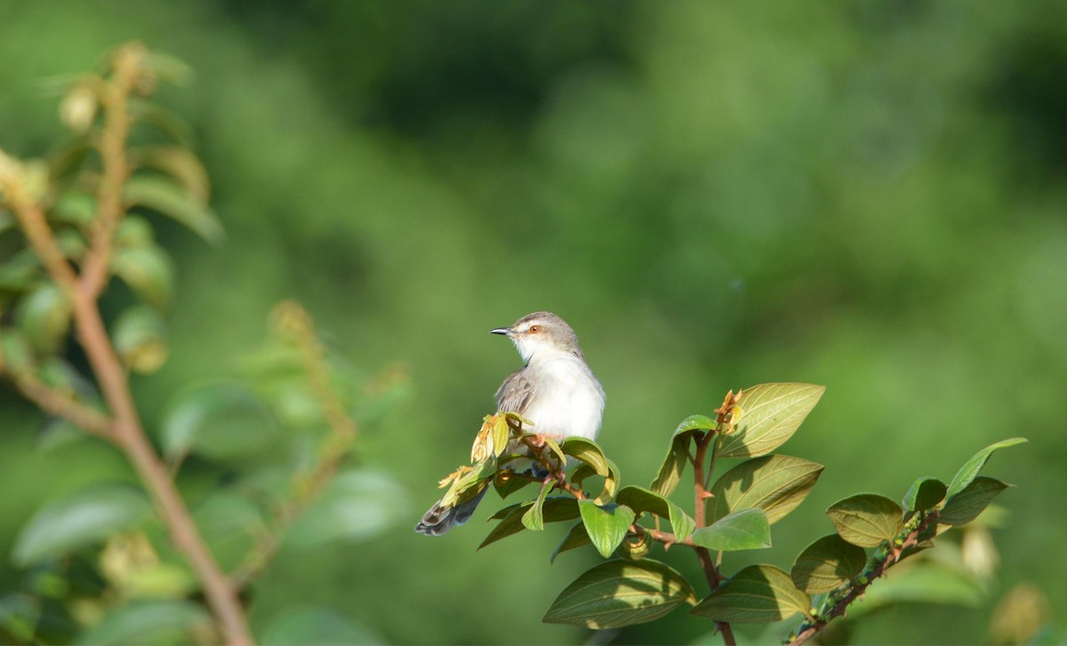 Plain Prinia - ML646358648