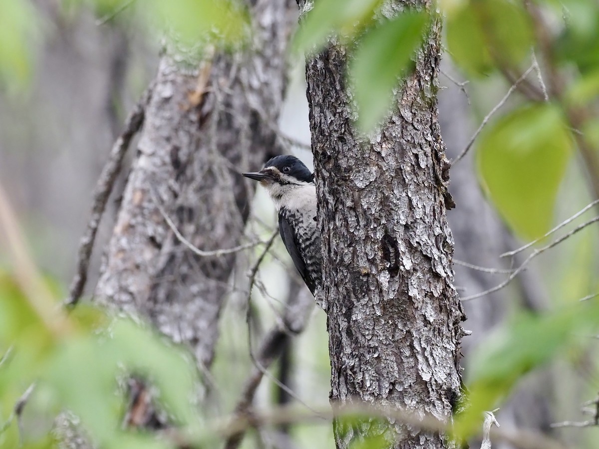Pico Ártico - ML646358649