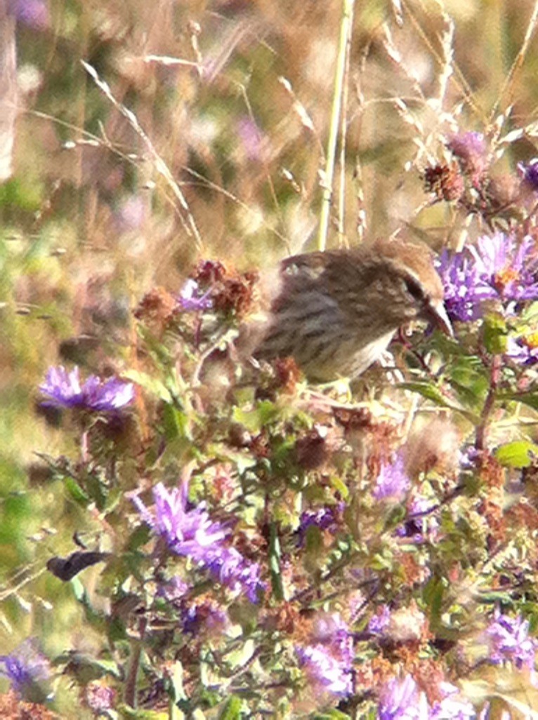 マツノキヒワ - ML646358651