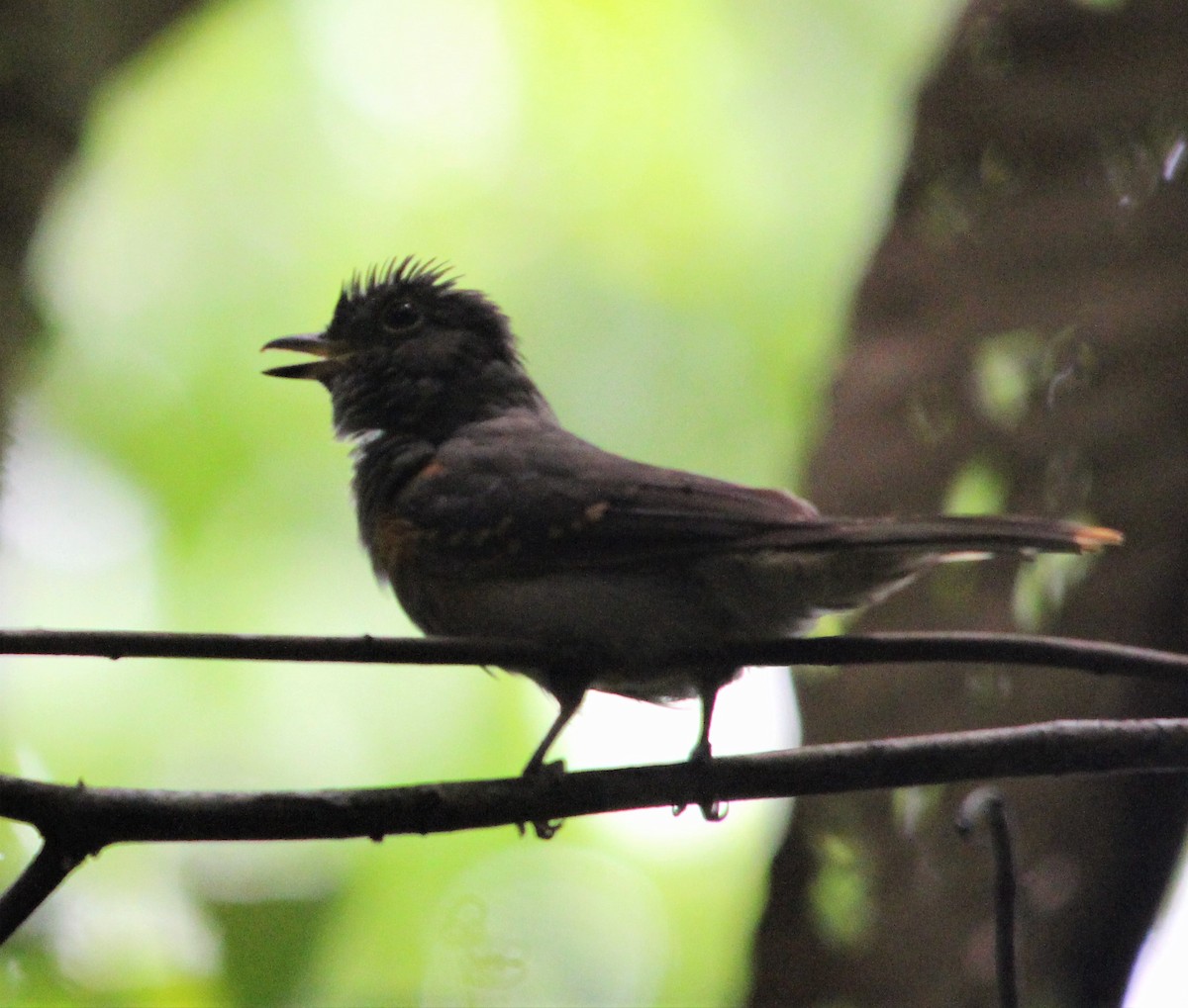 Cinereous Mourner - ML646358653