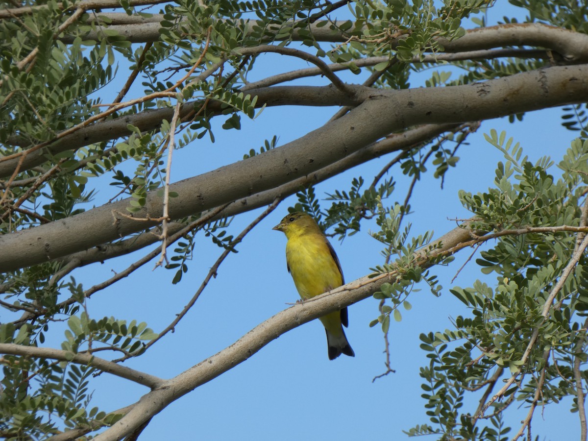 Lesser Goldfinch - ML646358654