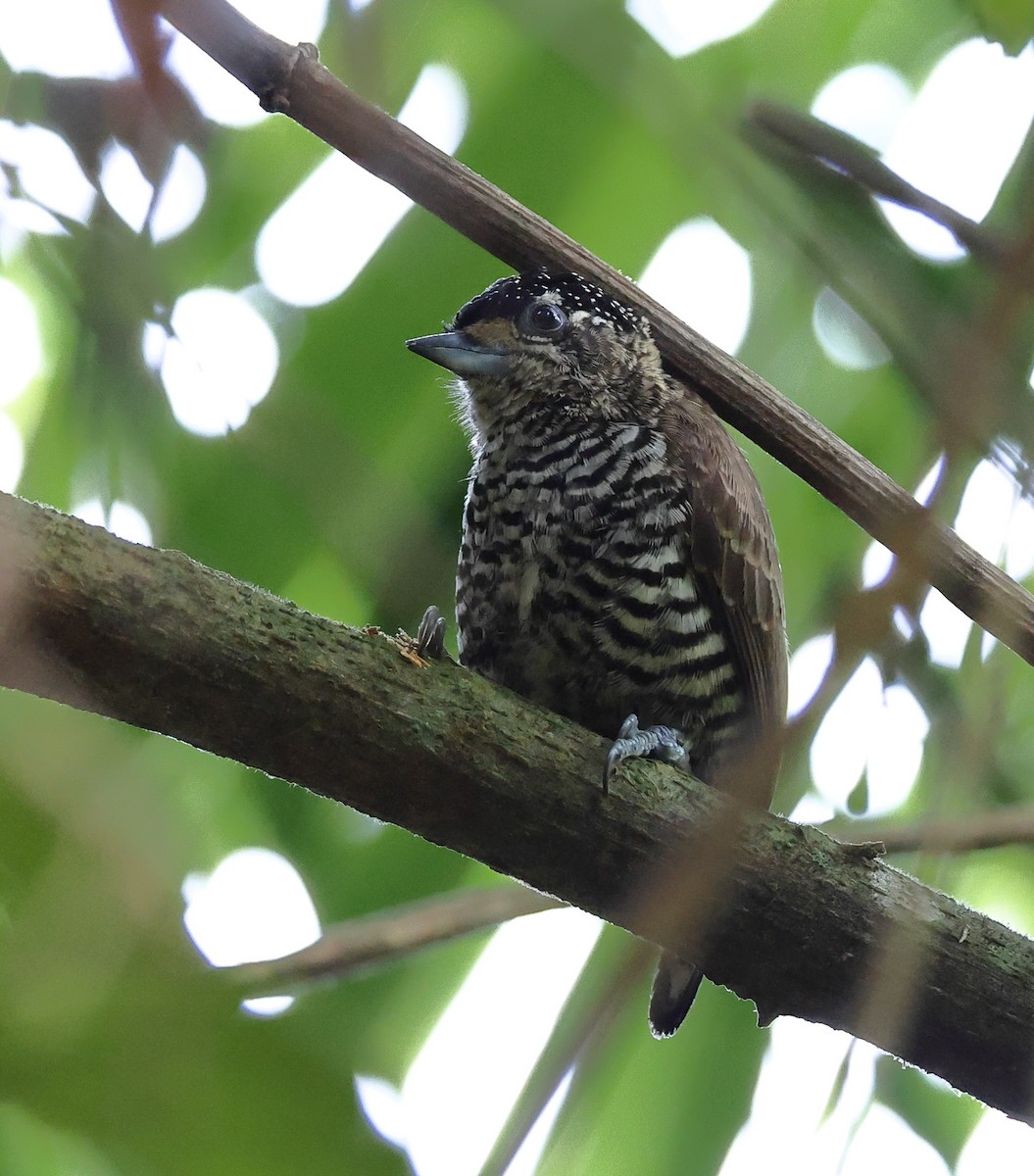 Carpinterito Variable - ML646358655