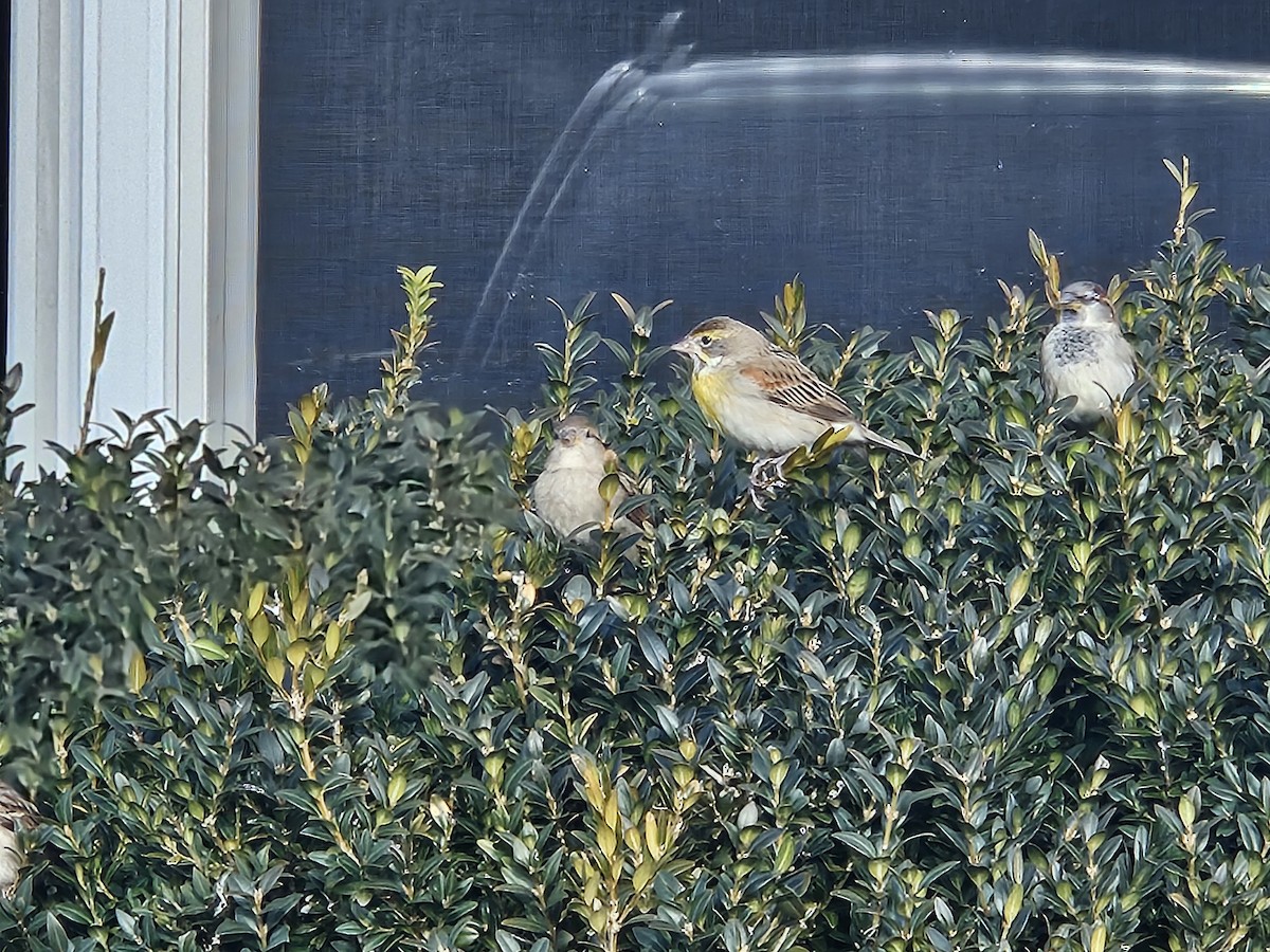 Dickcissel - ML646358656