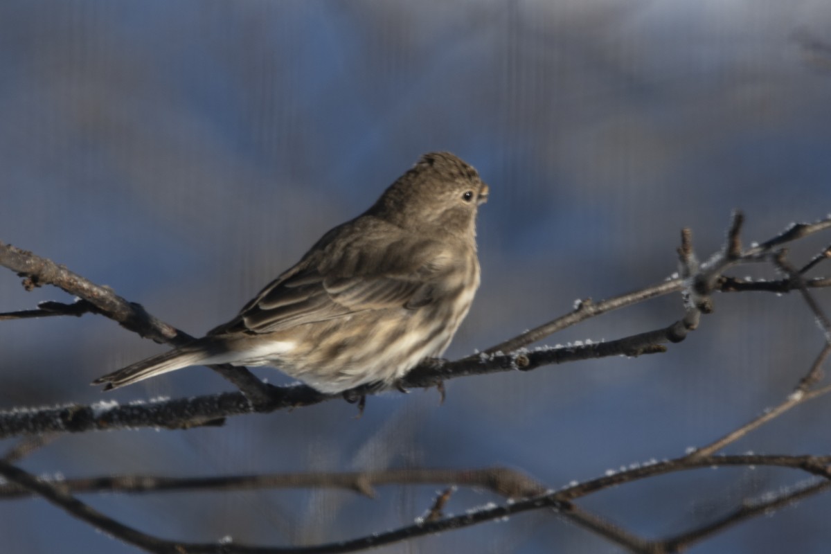 House Finch - ML646358658