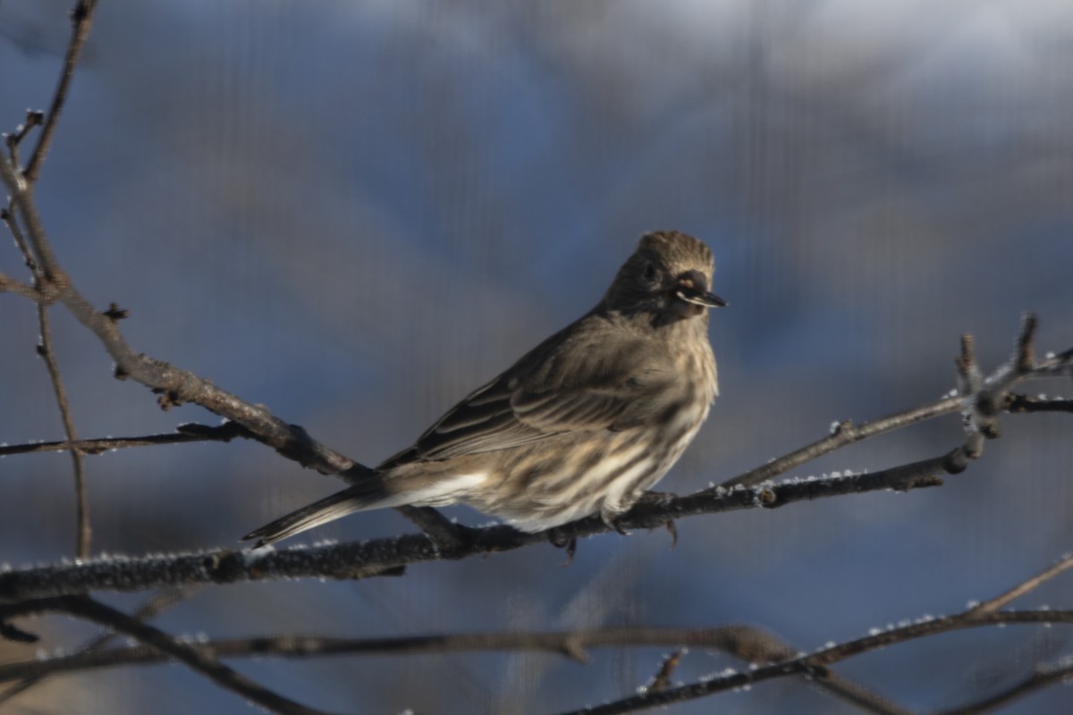 House Finch - ML646358659