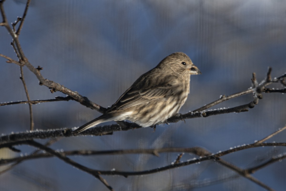 House Finch - ML646358660