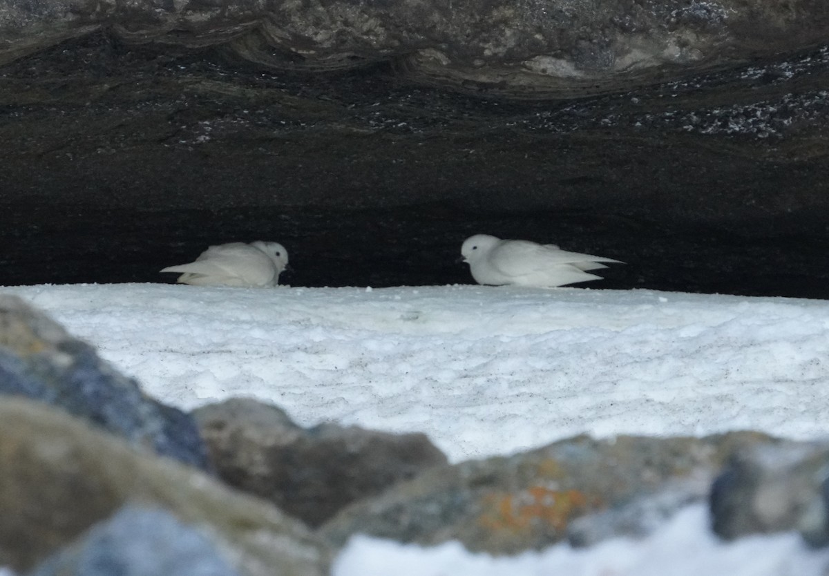 Snow Petrel - ML646358661