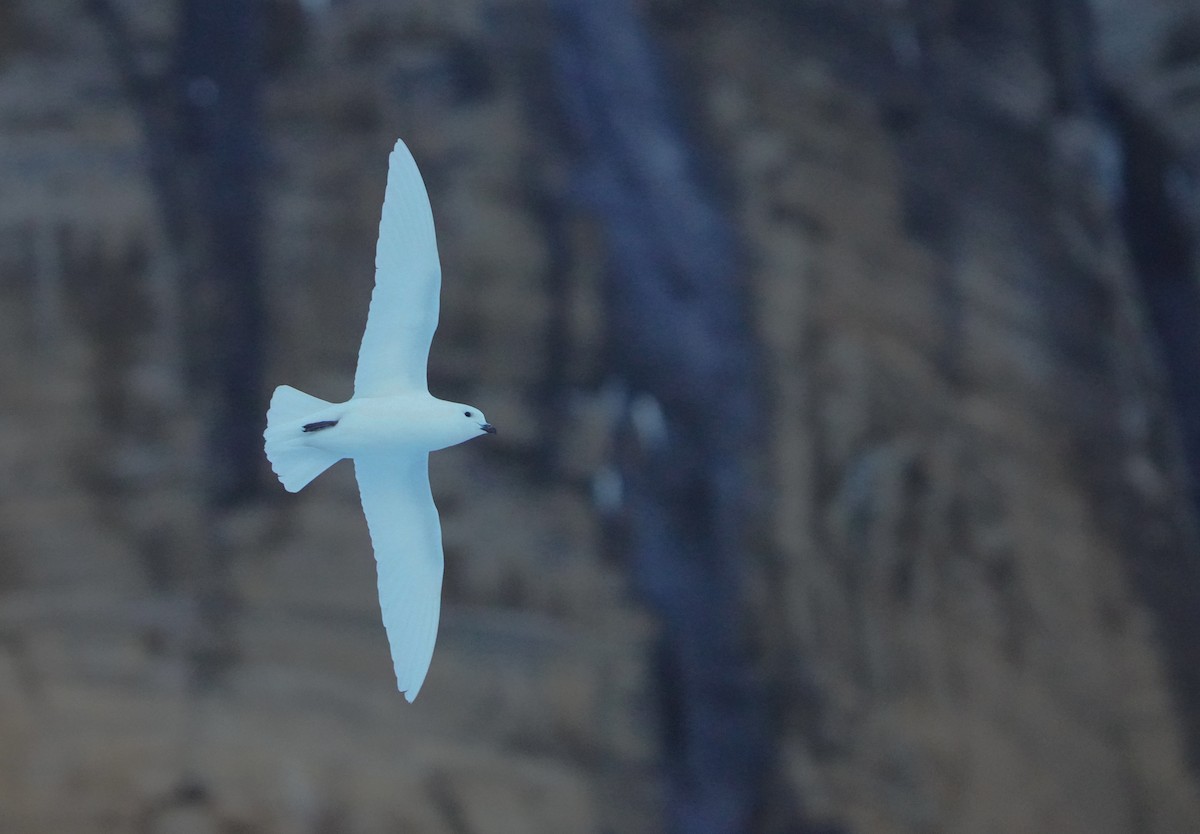Snow Petrel - ML646358662