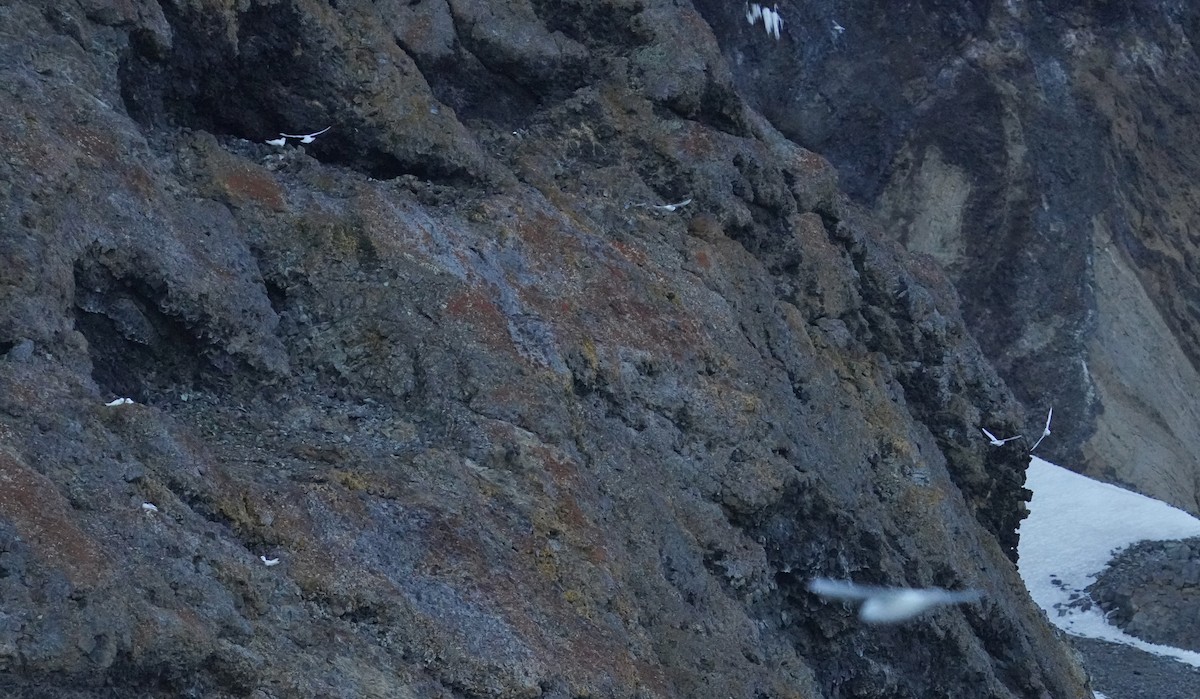 Snow Petrel - ML646358664