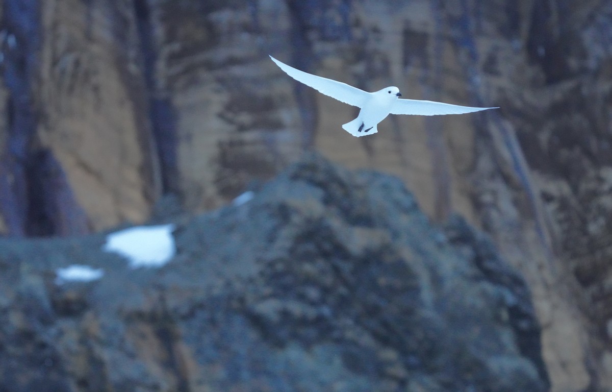 Snow Petrel - ML646358665