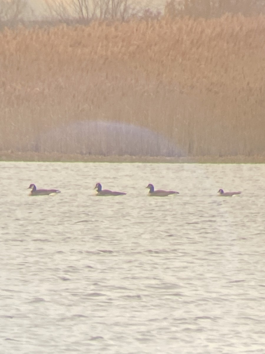 Cackling Goose - ML646358671