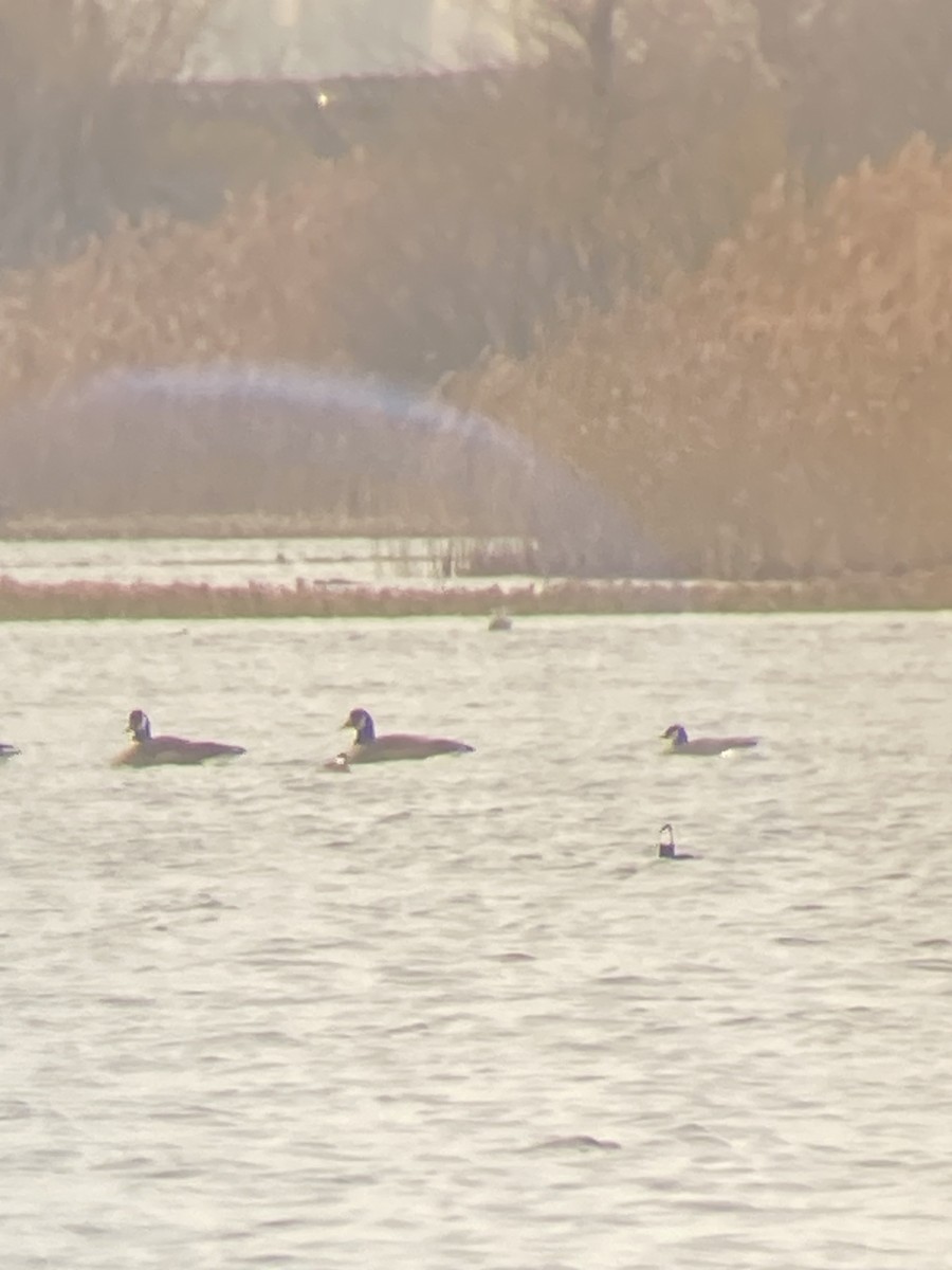 Cackling Goose - ML646358672