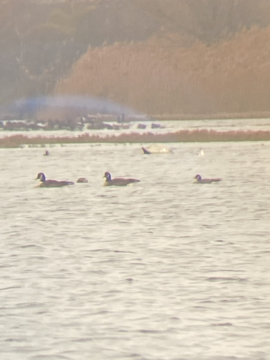 Cackling Goose - ML646358673