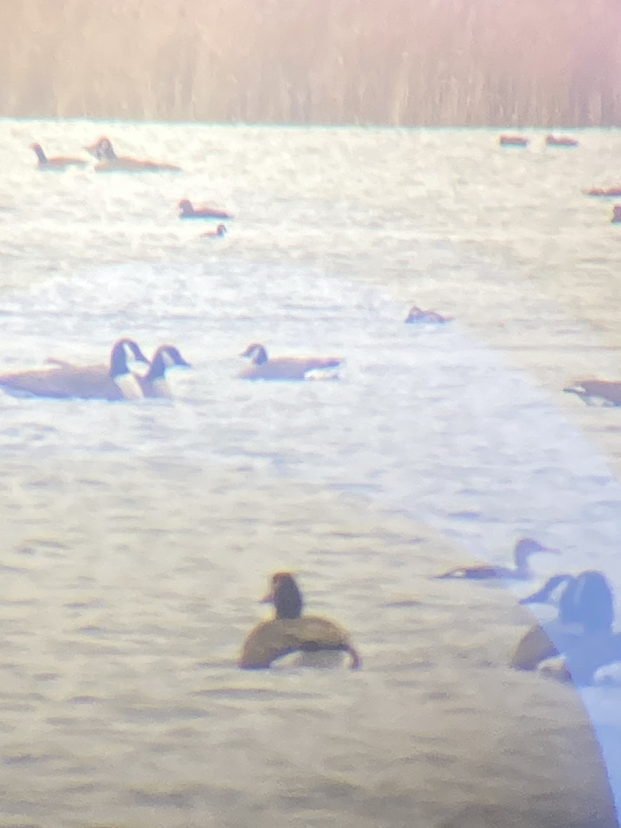 Cackling Goose - ML646358674