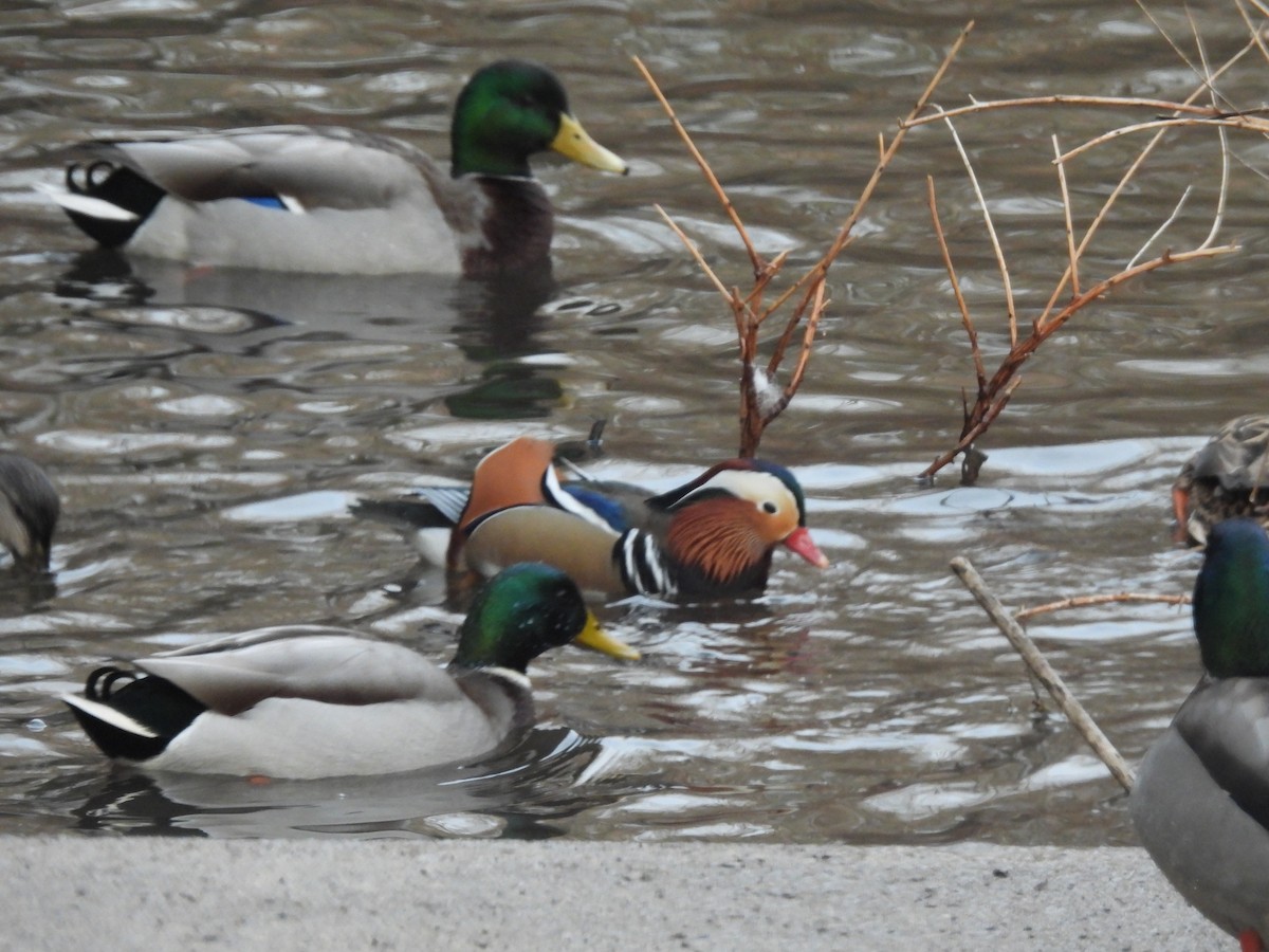 Mallard - ML646358675