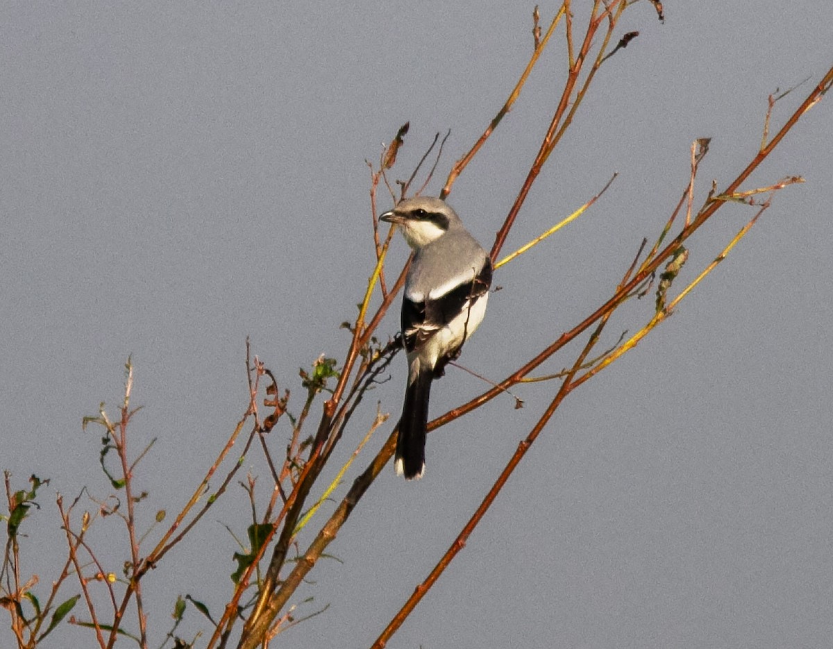 Great Gray Shrike - ML646358681