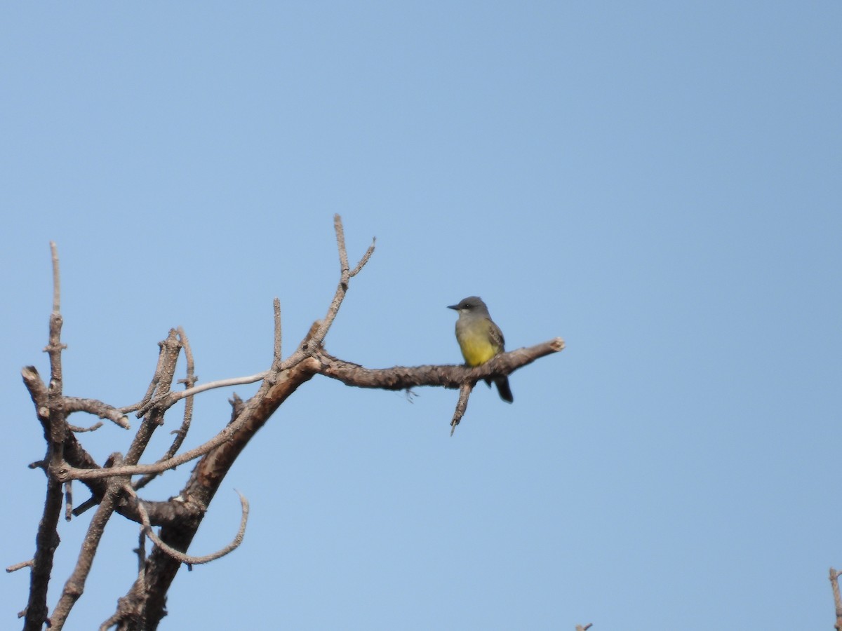 Cassin's Kingbird - ML646358687