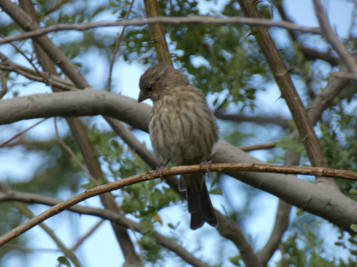 House Finch - ML646358688