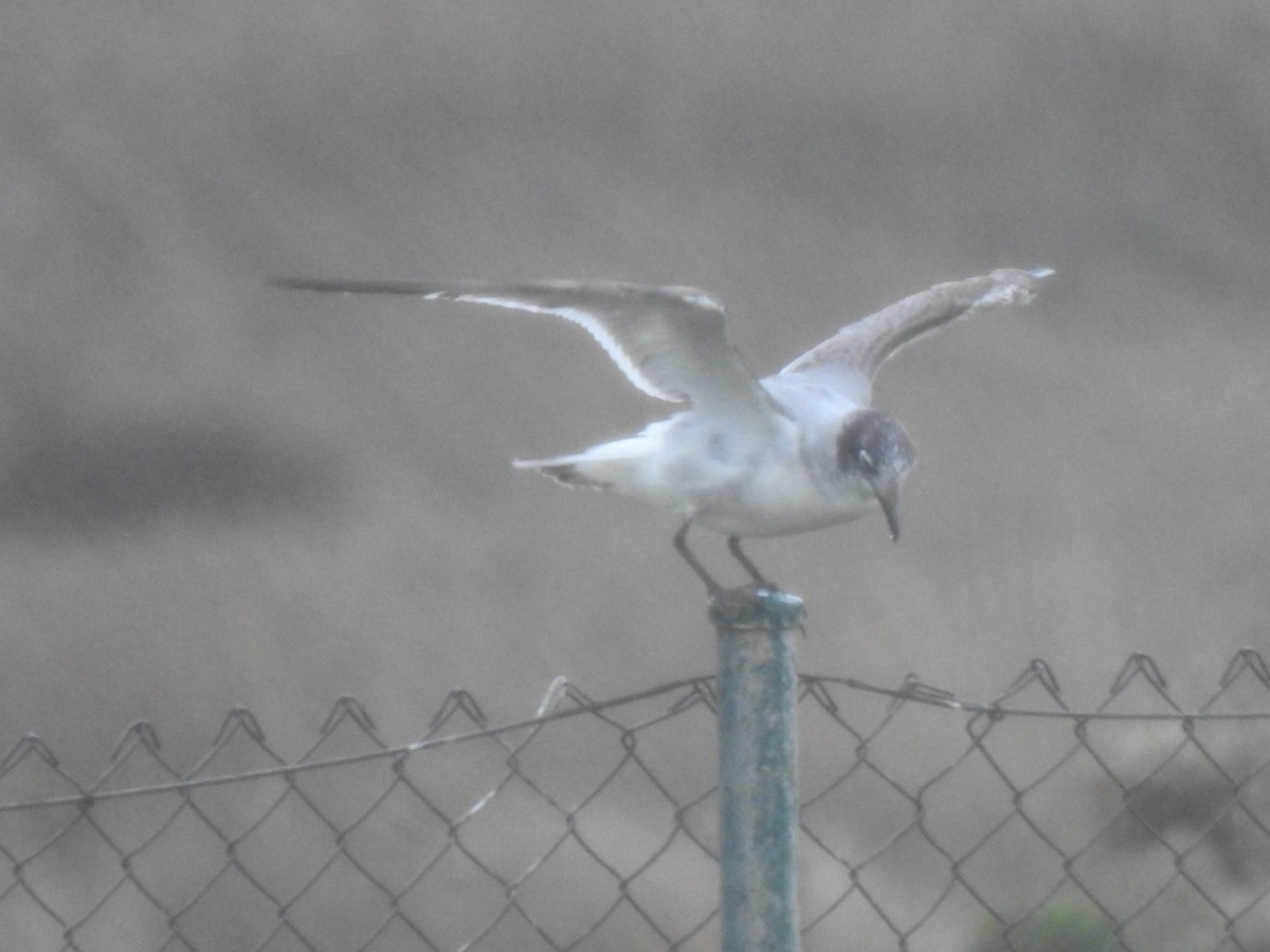 Franklin's Gull - ML646358689