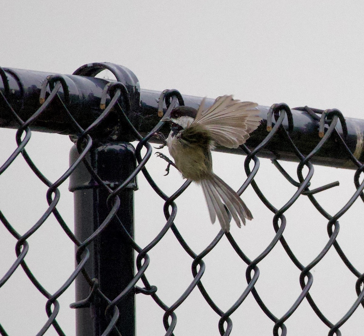 Гаїчка світлокрила - ML646358690