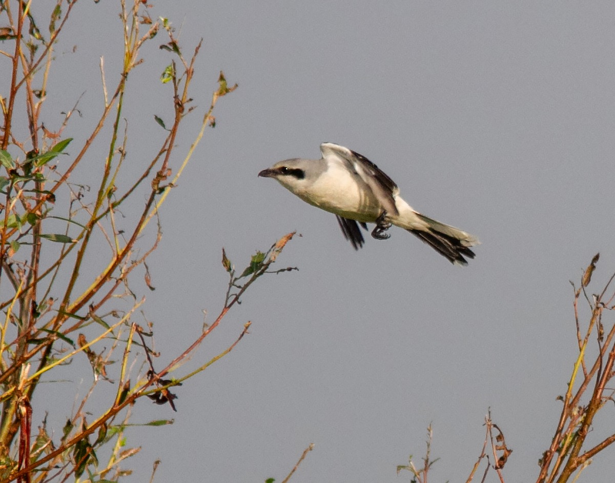 Great Gray Shrike - ML646358691