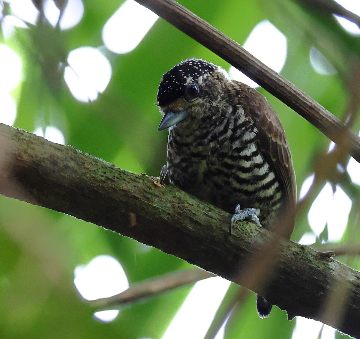 Carpinterito Variable - ML646358694