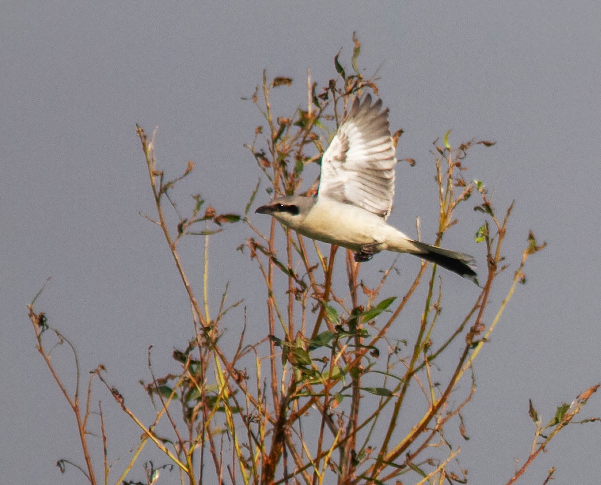 Great Gray Shrike - ML646358695