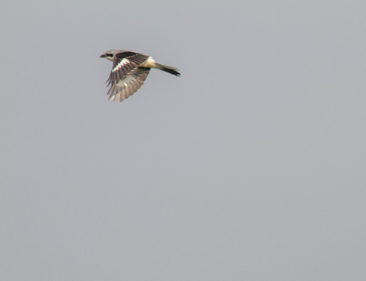 Great Gray Shrike - ML646358698