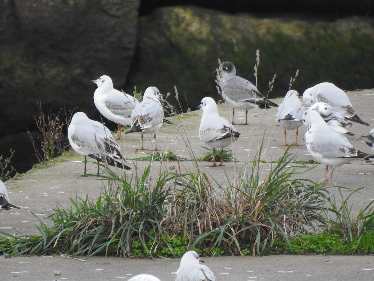 Franklin's Gull - ML646358699