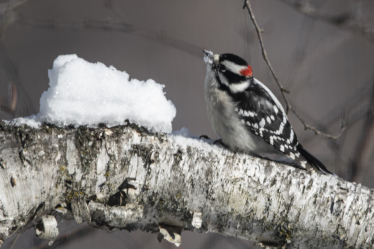 Downy Woodpecker - ML646358702