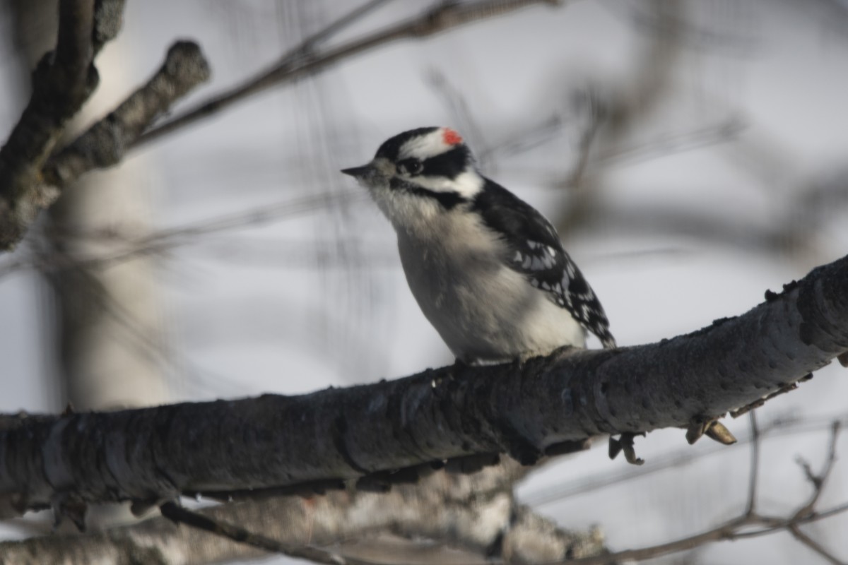 Downy Woodpecker - ML646358703