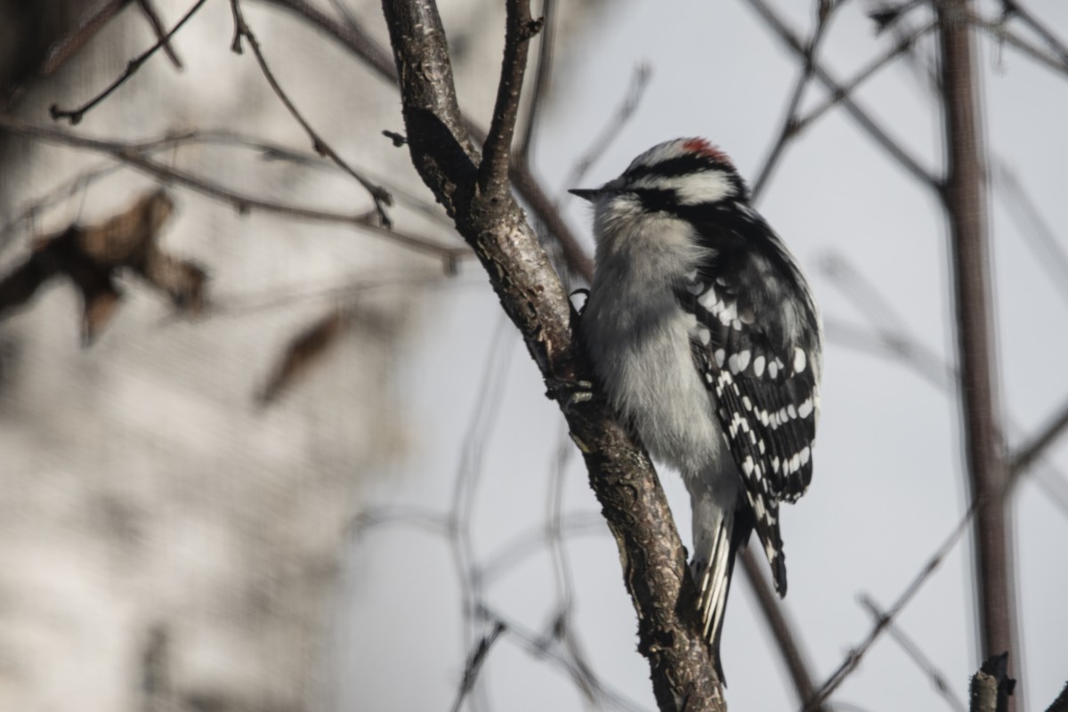 Downy Woodpecker - ML646358704