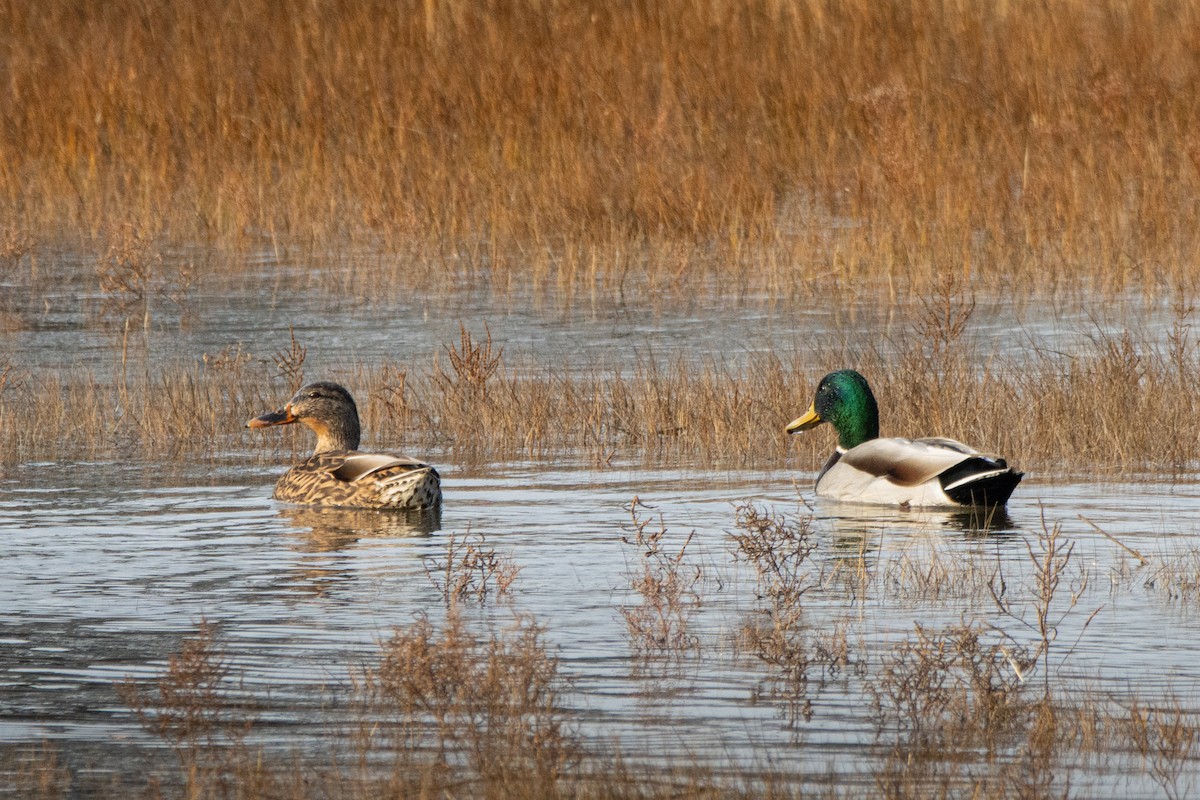 kachna divoká - ML646358705