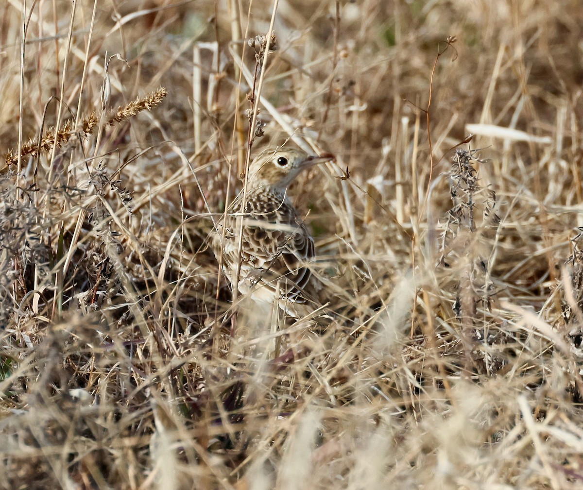 Sprague's Pipit - ML646358706