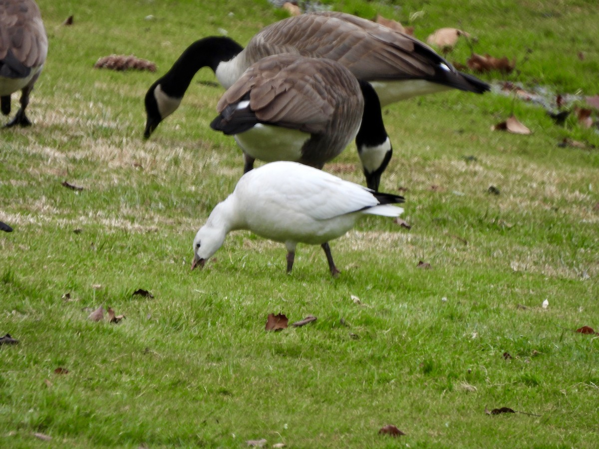 Ross's Goose - ML646358711