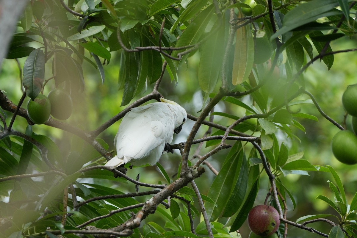 tanimbarkakadu x gyllentoppkakadu (hybrid) - ML646358712
