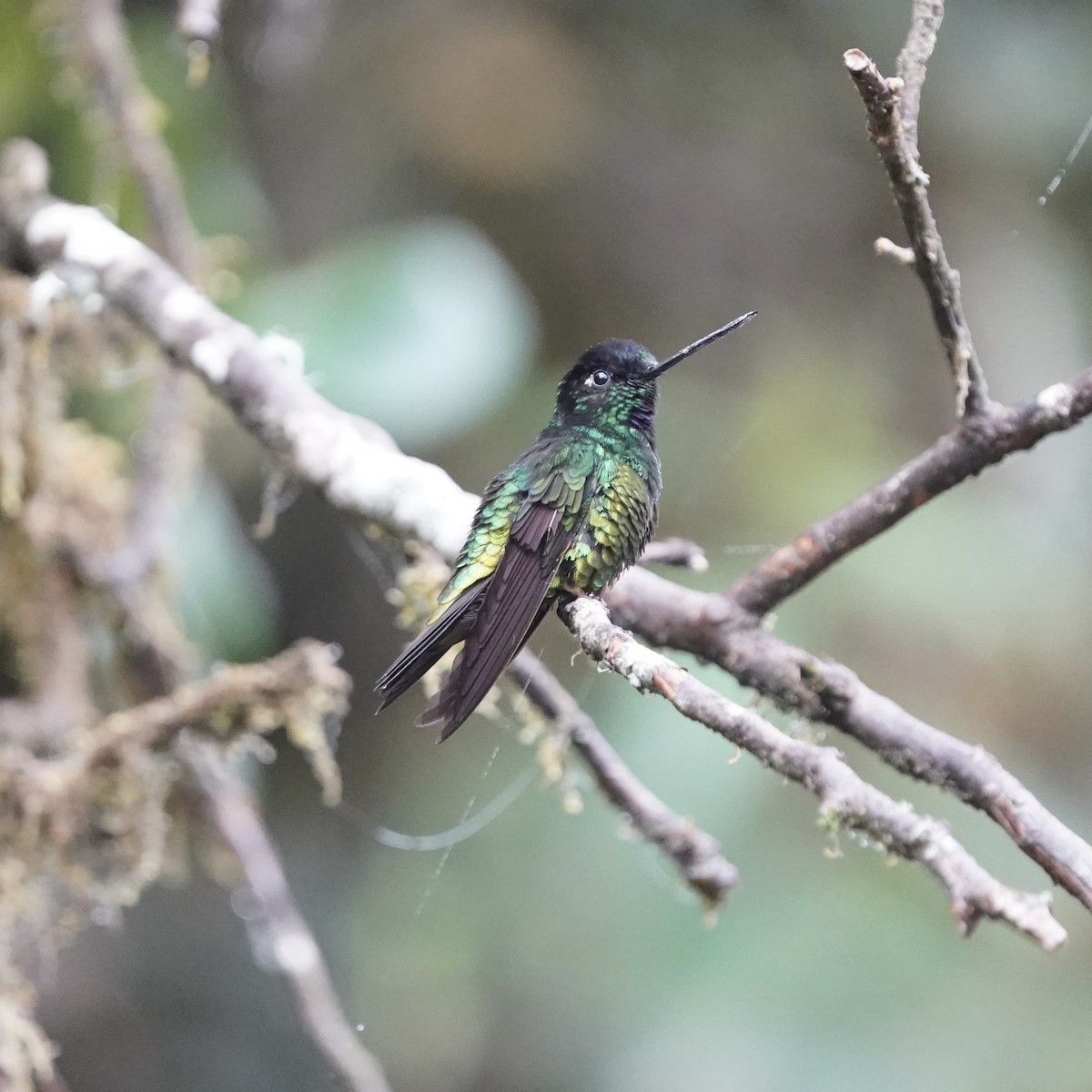 Dusky Starfrontlet - ML646358713