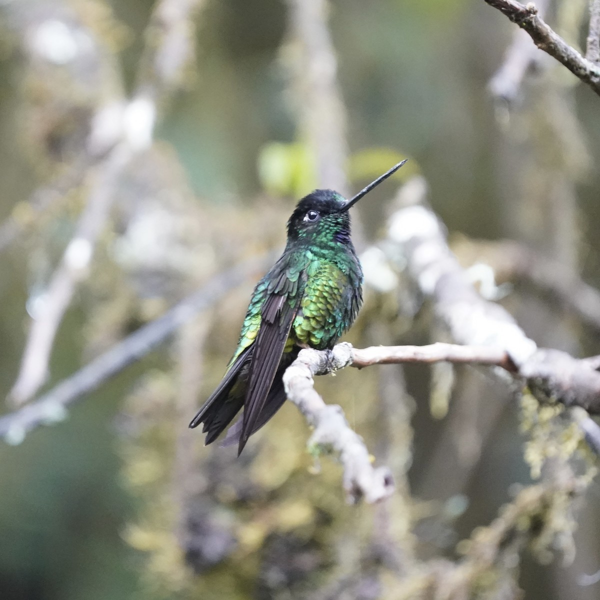 Dusky Starfrontlet - ML646358715