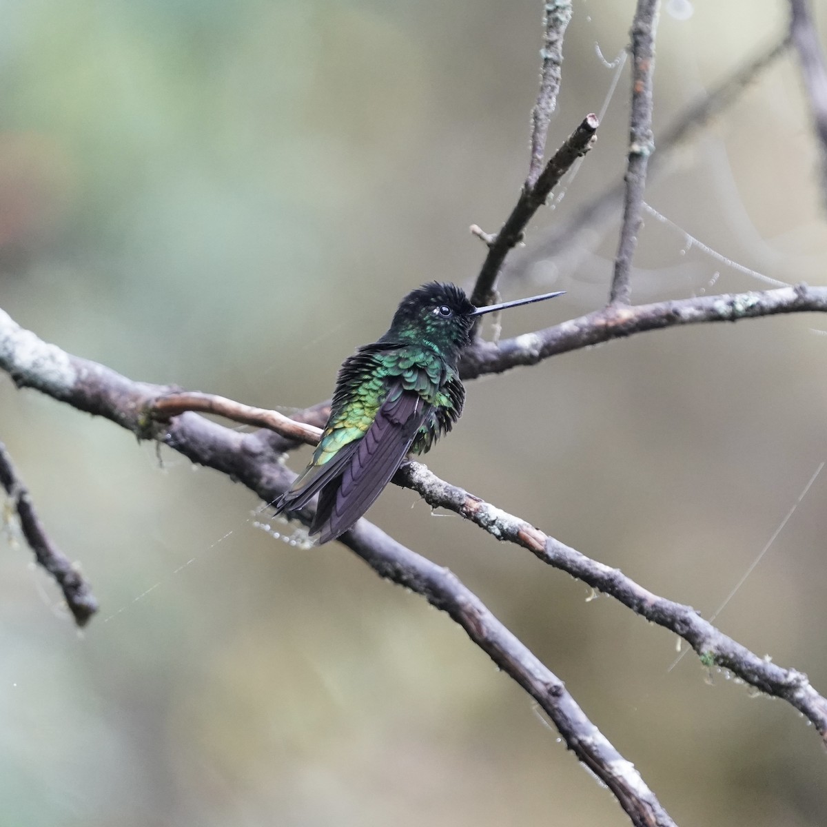 Dusky Starfrontlet - ML646358716