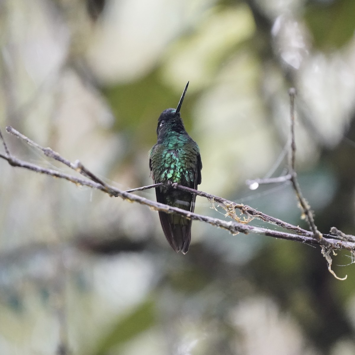 Dusky Starfrontlet - ML646358717