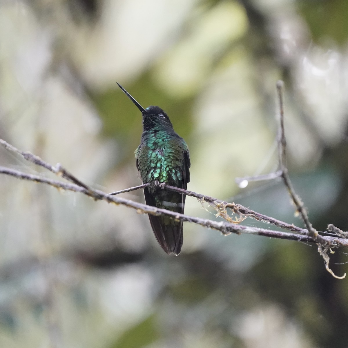 Dusky Starfrontlet - ML646358718