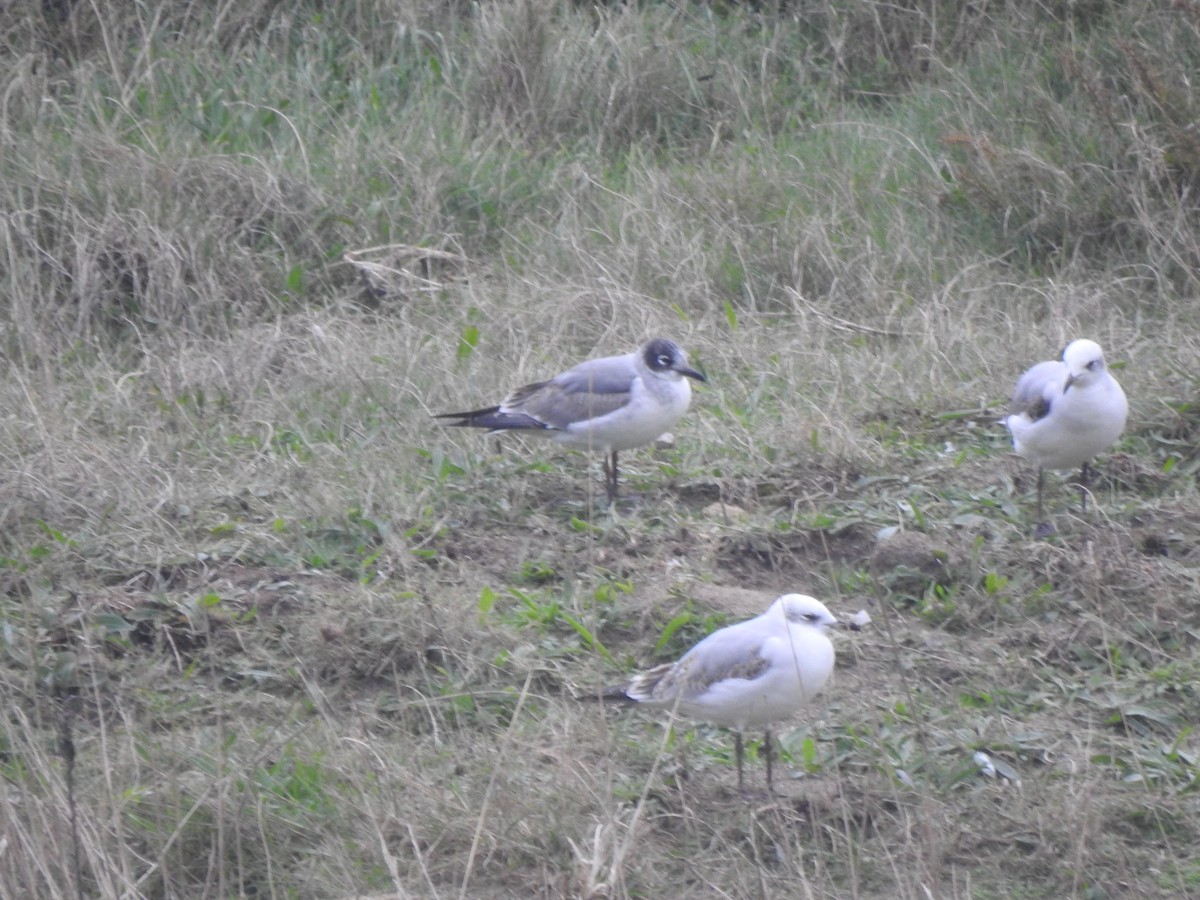 Franklin's Gull - ML646358721