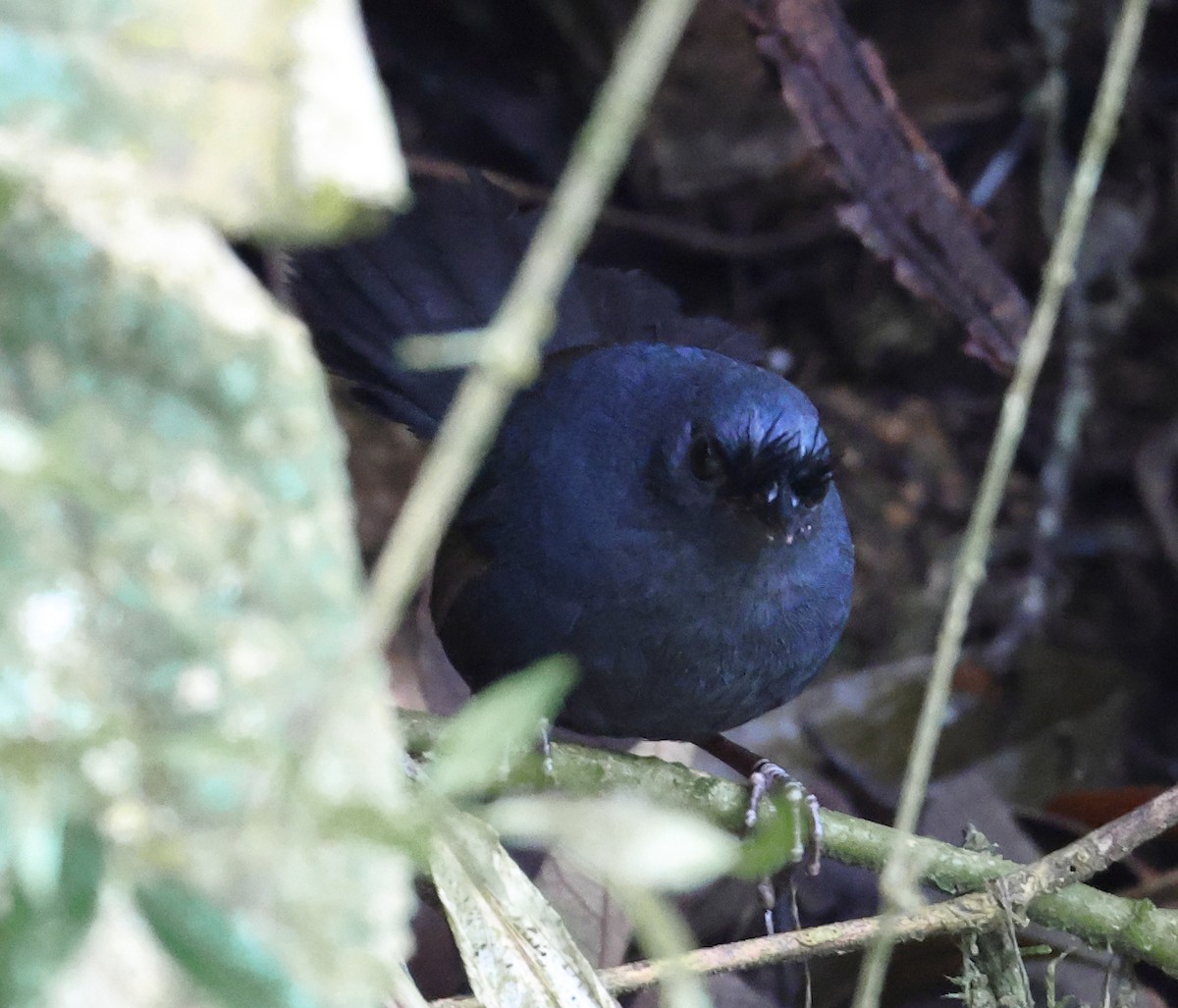 ケビタイオタテドリ - ML646358722