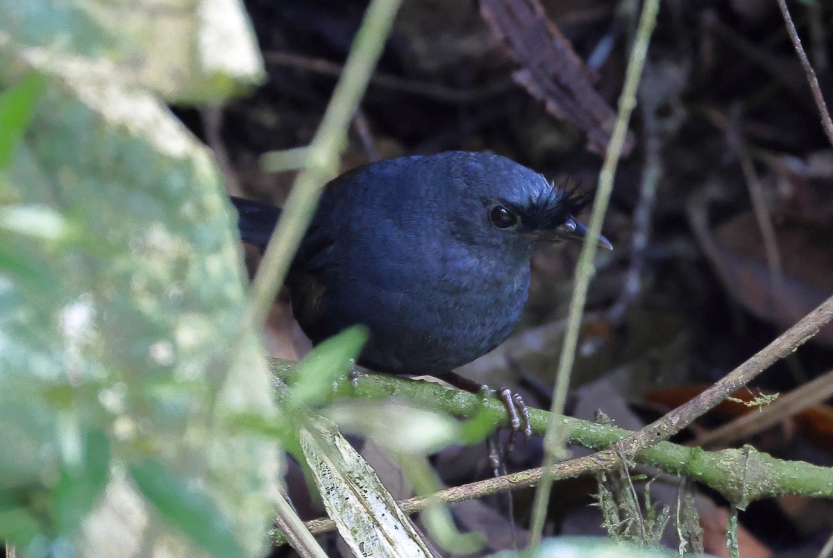 ケビタイオタテドリ - ML646358723